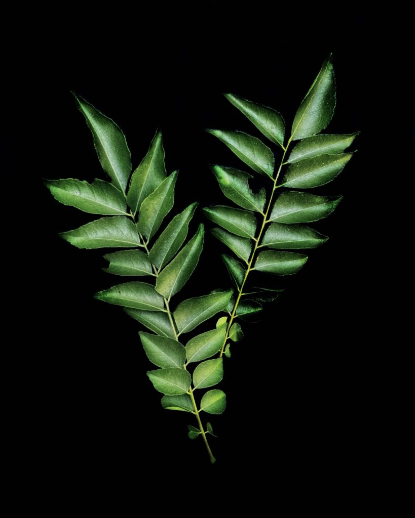 Two sprigs of curry leaves against a black background